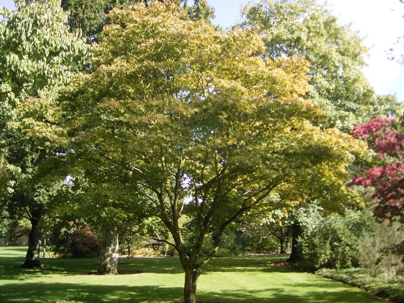 Hojas de Acer palmatum 'Osakazuki' con color otoñal