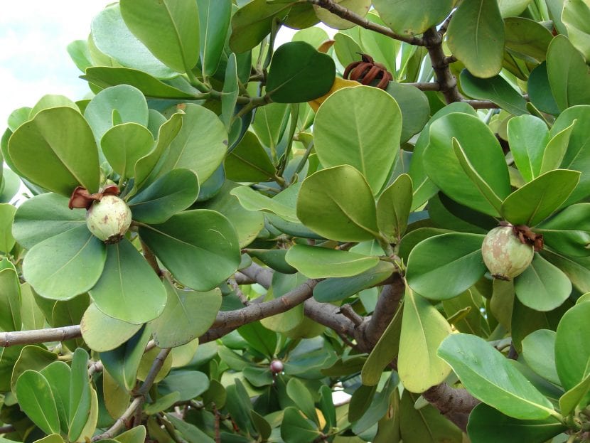 Hojas coriáceas y flor de Clusia rosea