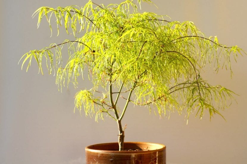 Acer palmatum Koto no ito, cultivar de hoja estrecha