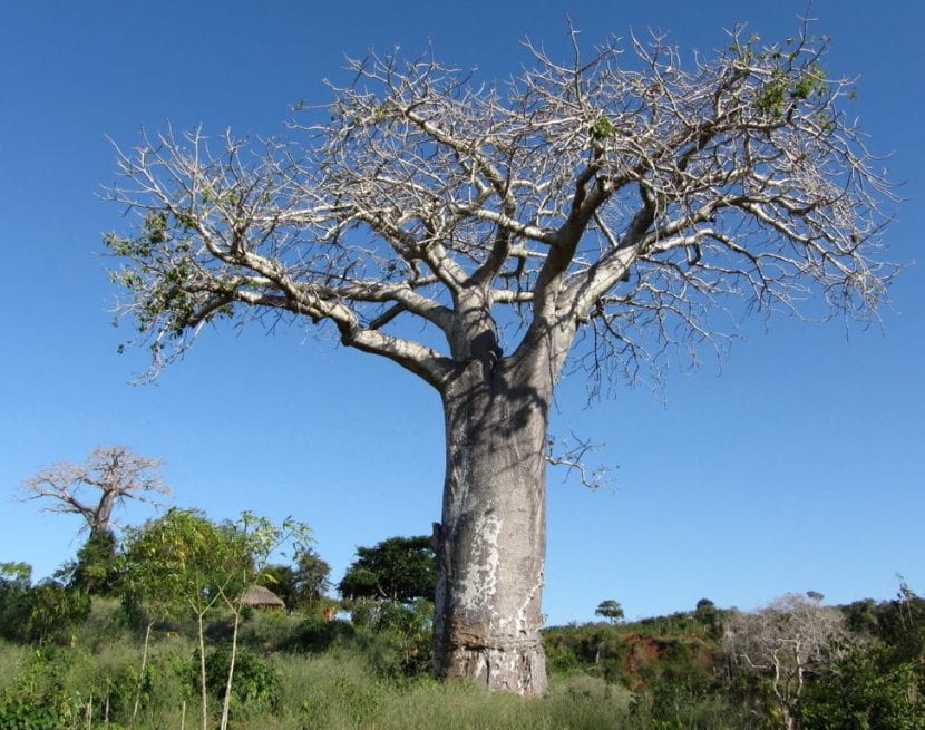 Baobab adulto con su tronco característico