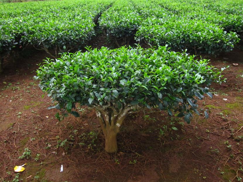 Arbusto de Camellia sinensis, la planta del té