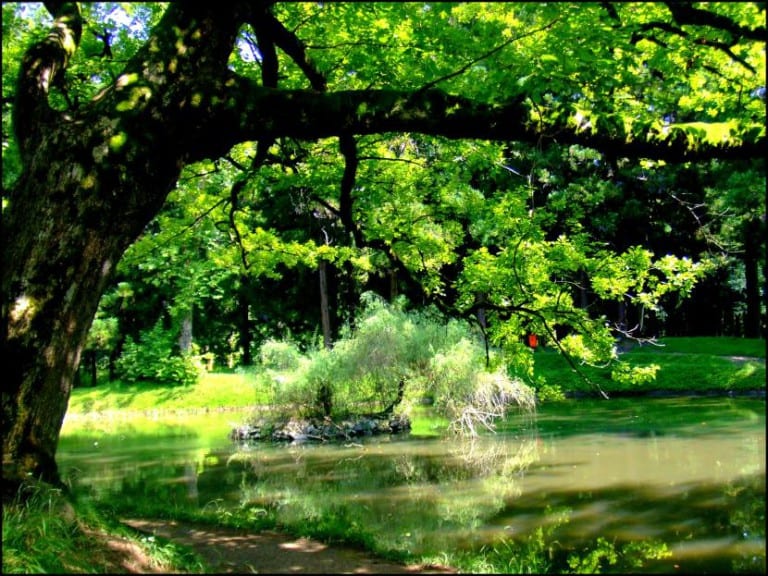 Árbol de porte medio plantado en el césped de un jardín
