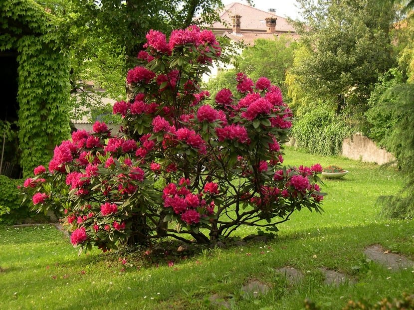 Poda del rododendro: cuándo y cómo cortar sin perder flor