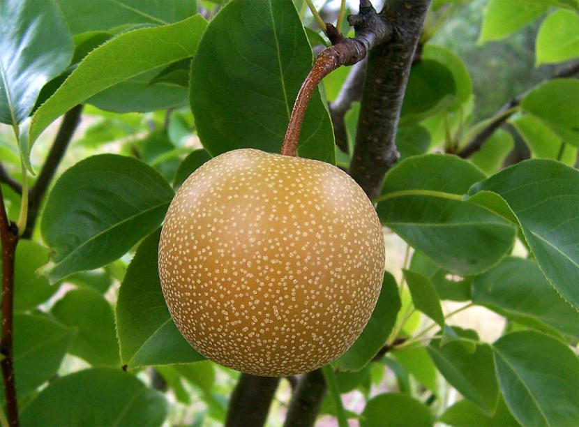 Cómo plantar un árbol de peras coreanas (nashi) en el jardín