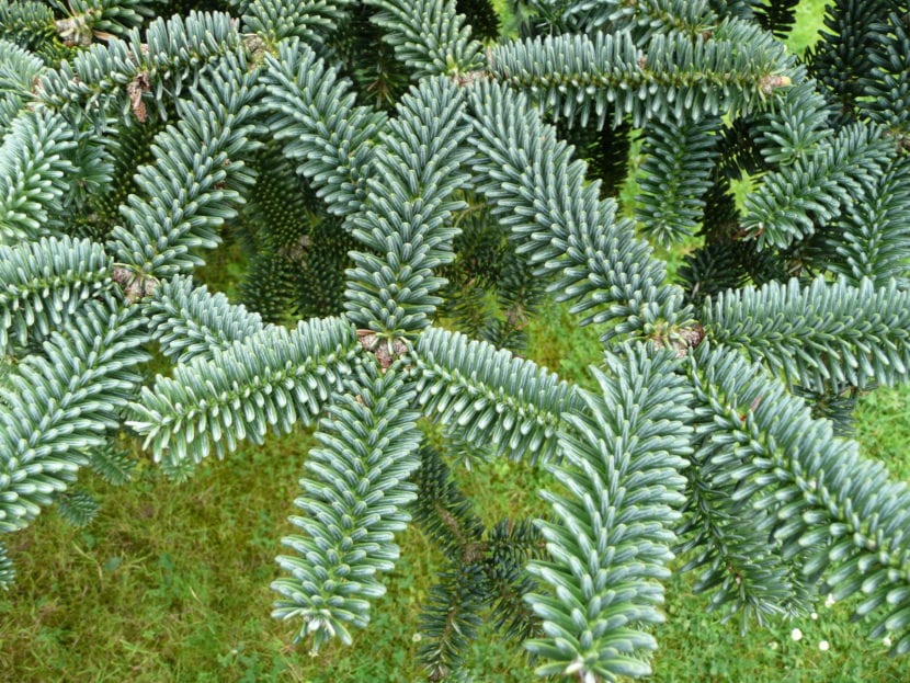 Acículas de Abies pinsapo vistas de cerca