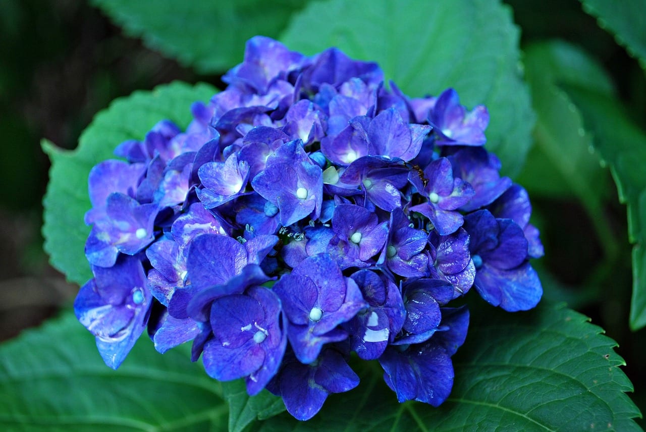 Inflorescencia de hortensia azul