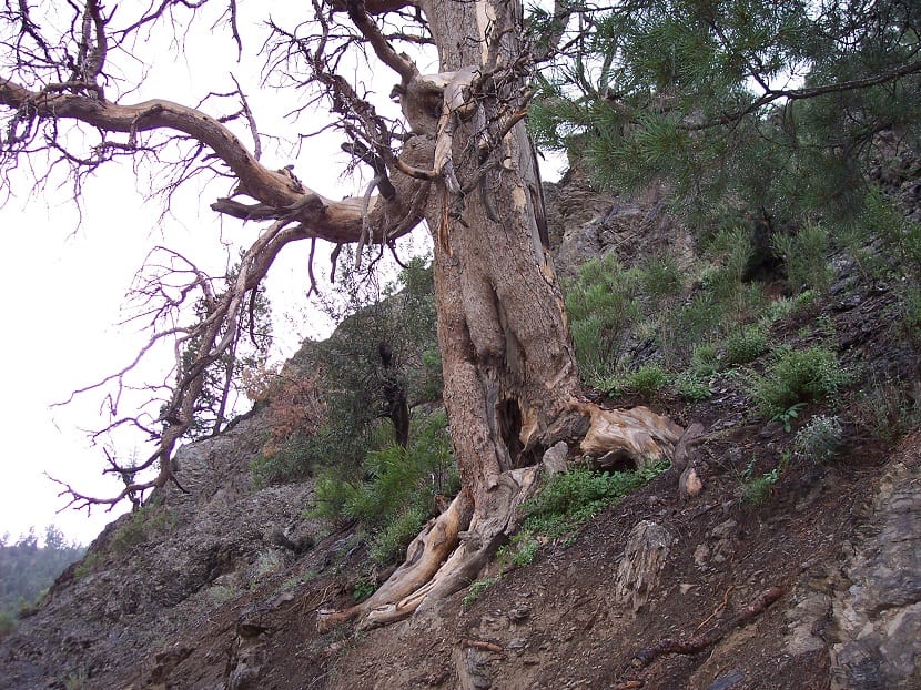 Cómo secar un árbol: métodos que funcionan y mitos