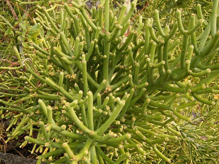 Ramillos cilíndricos de Euphorbia tirucalli, el árbol de los dedos