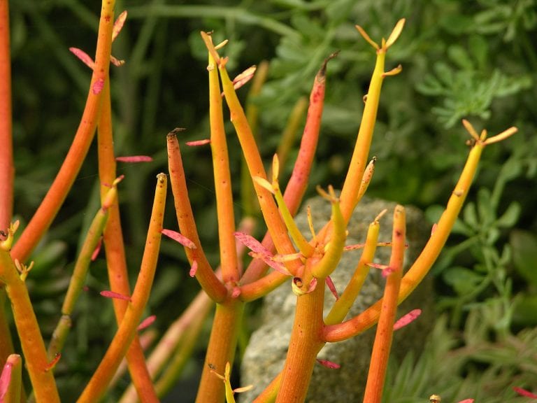 Cultivar Sticks on Fire de Euphorbia tirucalli con ramillos color coral