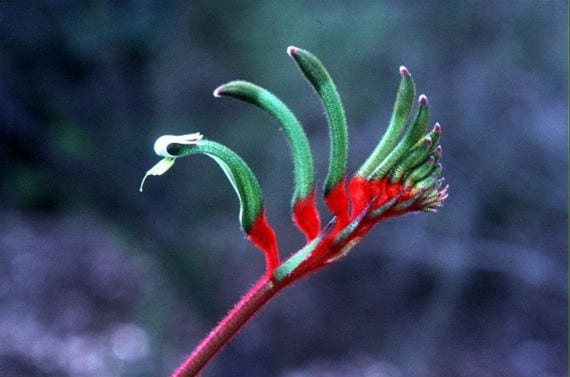 Flor roja y verde de Anigozanthos manglesii