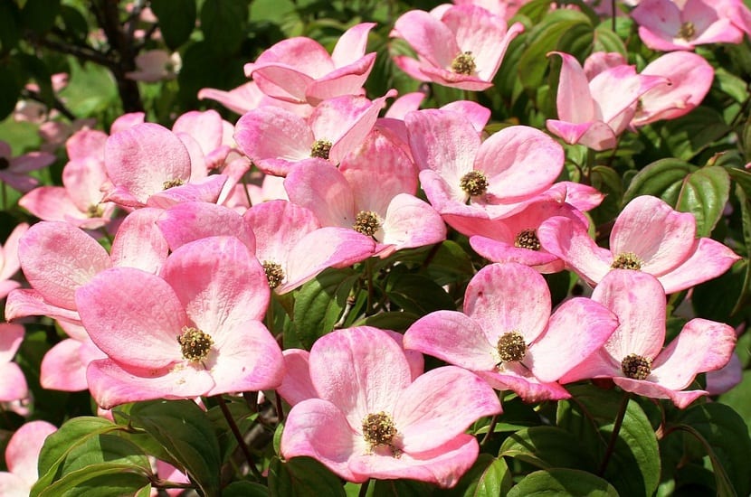 Cornejo florido con brácteas rosadas