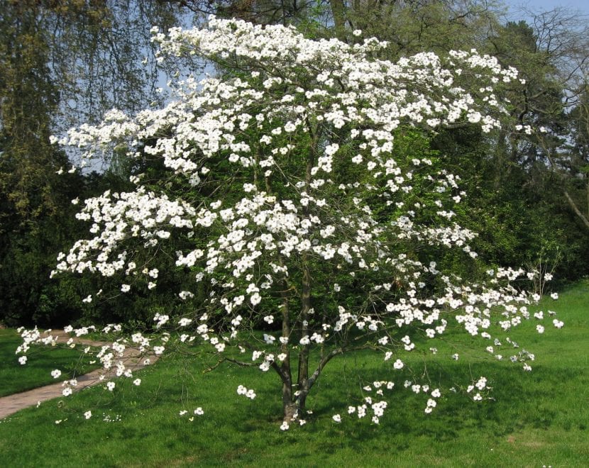 Cornus florida en flor