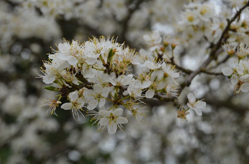 Flores blancas del espino blanco o Crataegus vistas de cerca