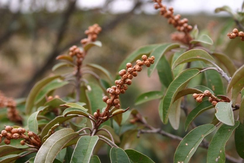 Hojas de Croton gratissimus con el envés plateado y puntos herrumbrosos