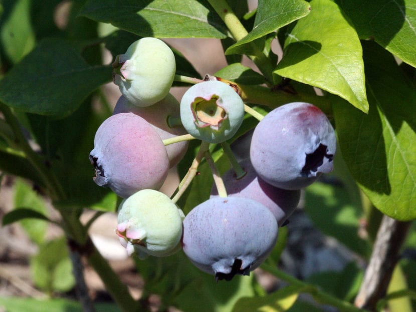 Arbusto de arándano con frutos maduros