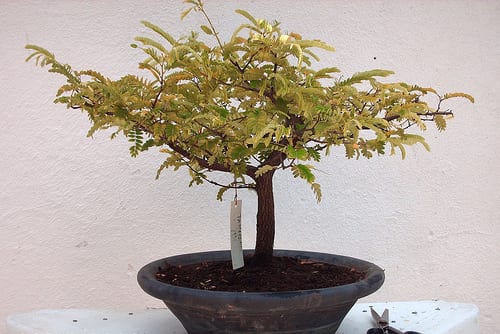 Bonsái de tamarindo, Tamarindus indica, en maceta