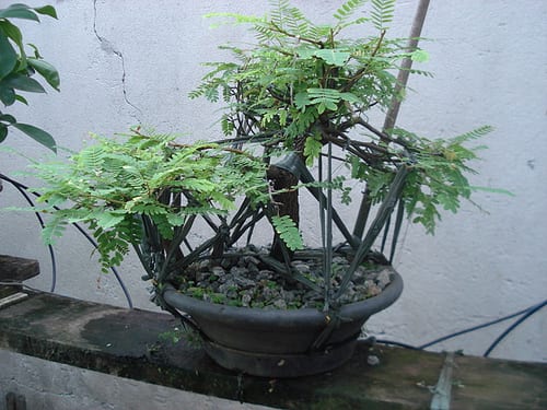 Detalle de la hoja pinnada del tamarindo cultivado como bonsái
