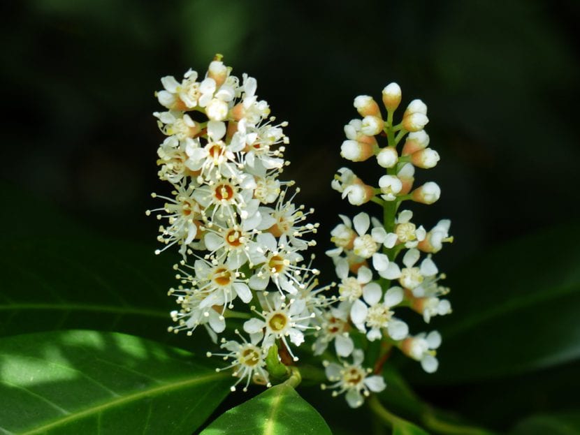 Racimos de flores blancas del laurel cerezo en primavera