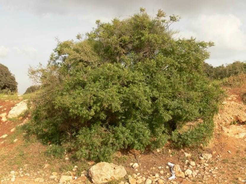 Cornicabra (Pistacia terebinthus) en el campo mediterráneo