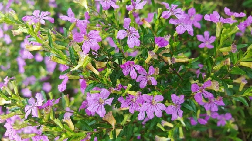 Cuphea hyssopifolia en flor