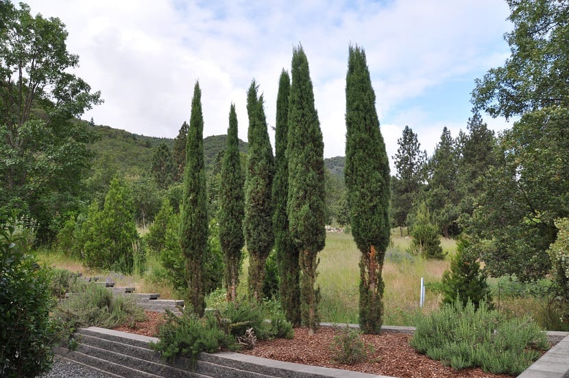 Ciprés columnar Cupressus sempervirens Stricta: guía de cultivo