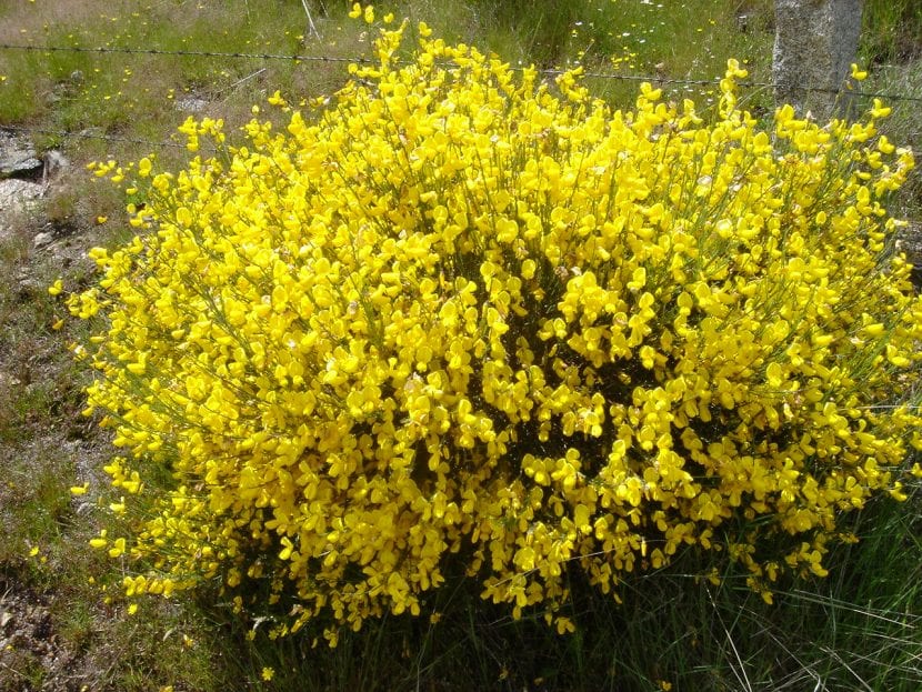 Mata de Cytisus oromediterraneus en flor en alta montaña