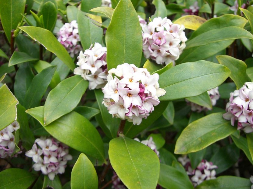 Arbusto de Daphne odora en flor