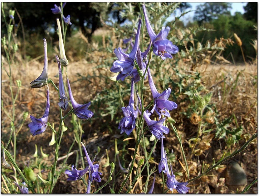 Flores moradas de espuela de caballero, Delphinium gracile