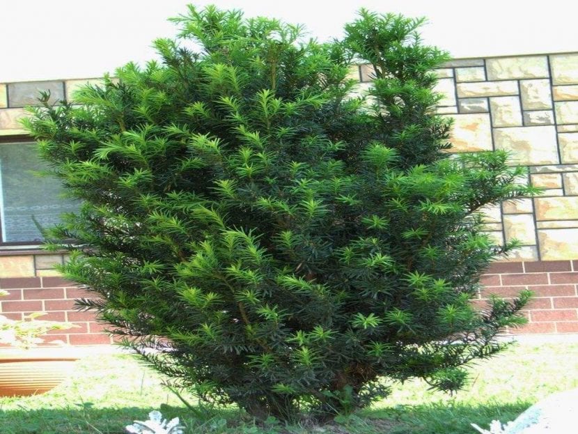 Ejemplar adulto de Taxus baccata, el tejo común