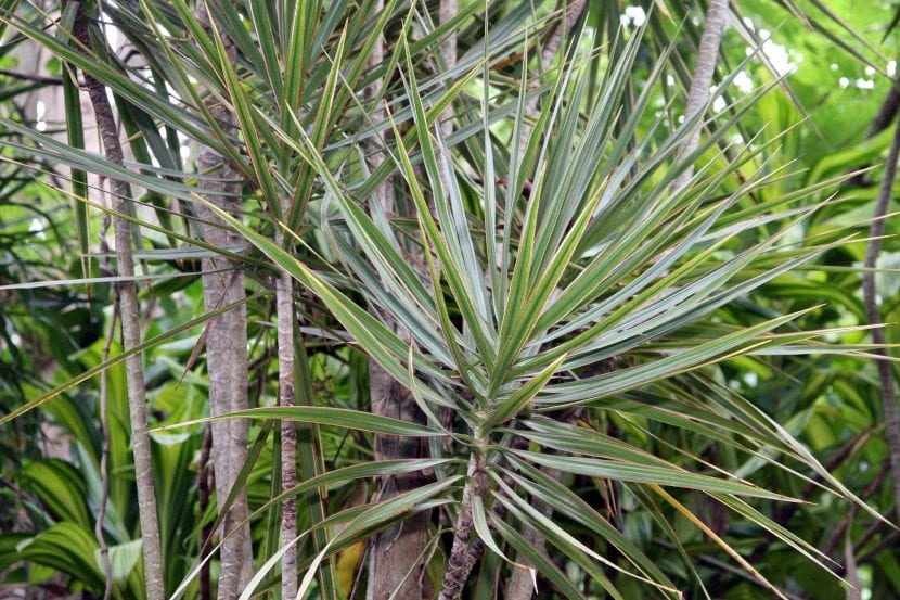 Ejemplar de Dracaena marginata con sus hojas estrechas de borde rojizo