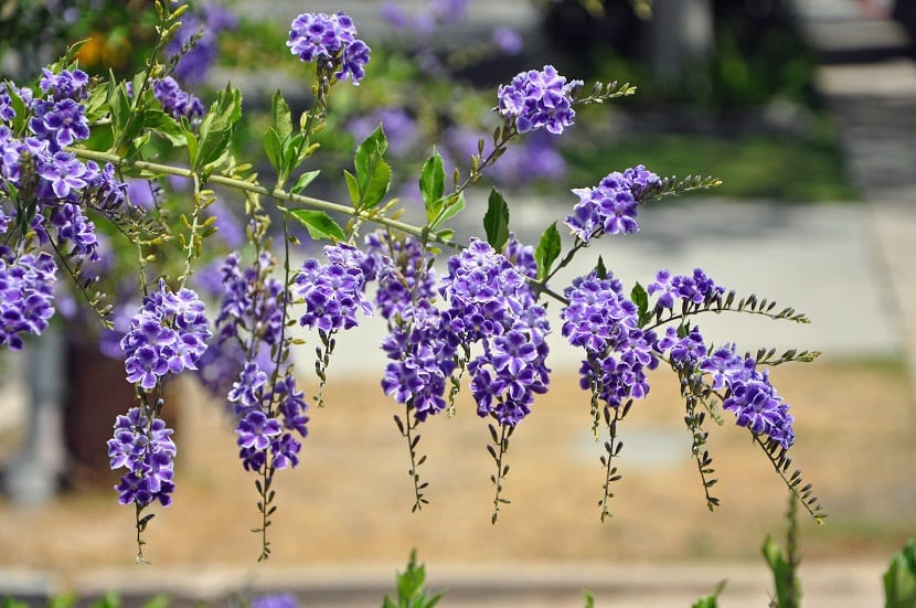 Racimos de flores moradas colgando de una rama de Duranta erecta