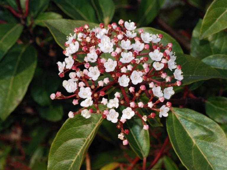 Arbusto de durillo, Viburnum tinus, con follaje perenne