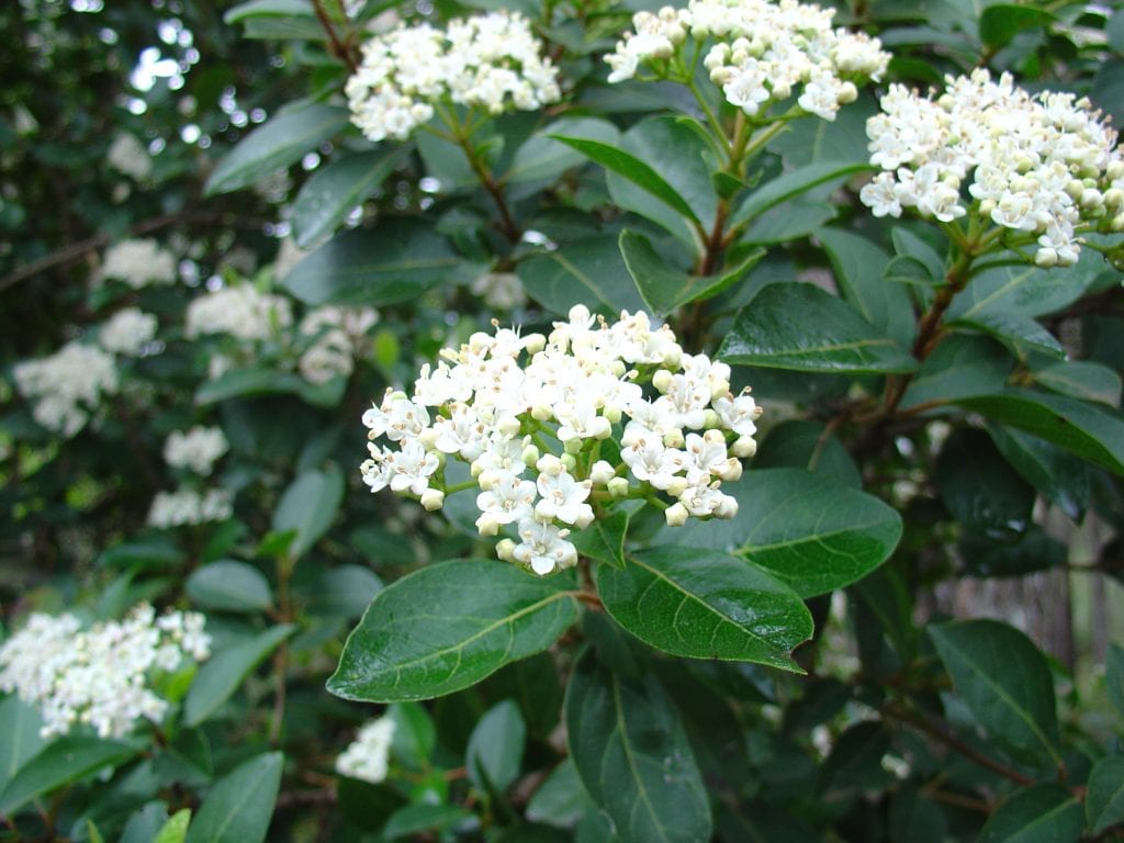 Durillo (Viburnum tinus): cultivo, poda y plagas