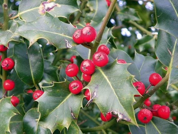 Acebo con hojas espinosas y frutos rojos