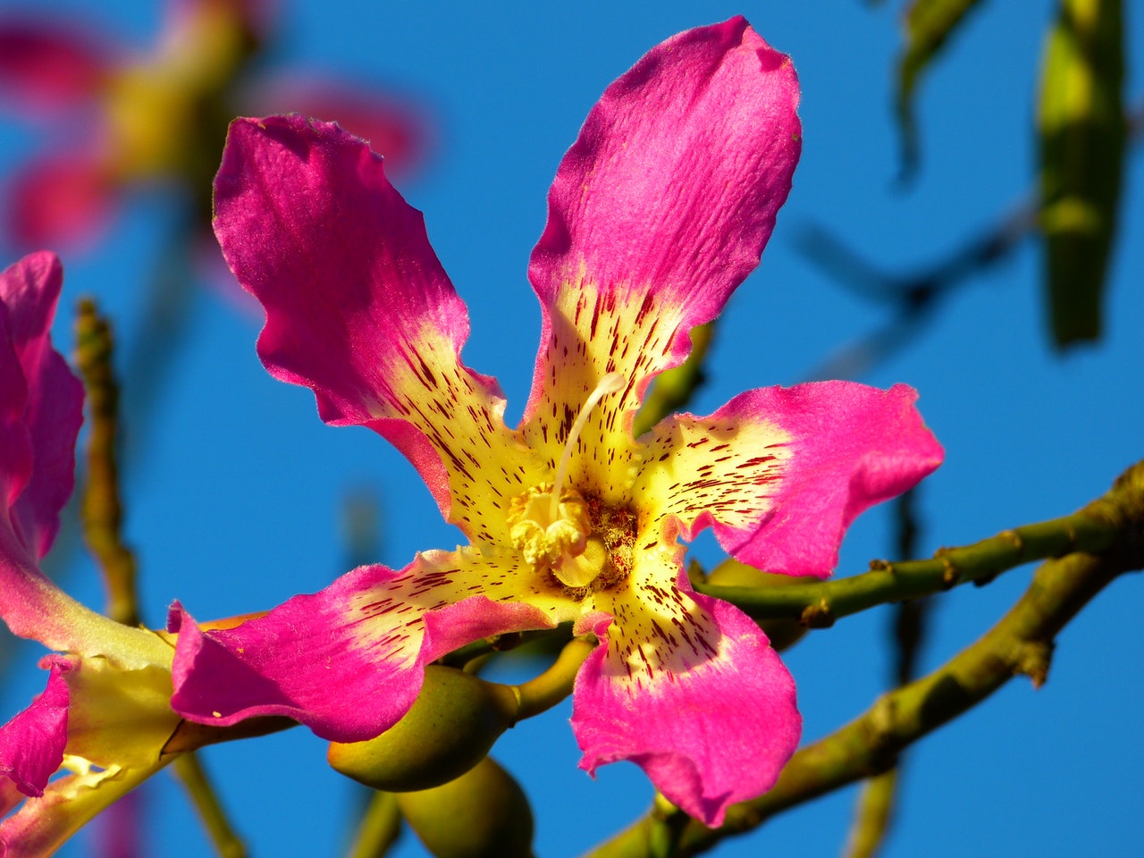 Ceiba y palo borracho: especies, cuidados y resistencia al frío