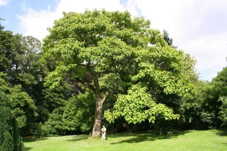 Paulownia tomentosa adulta con su copa ancha y abierta