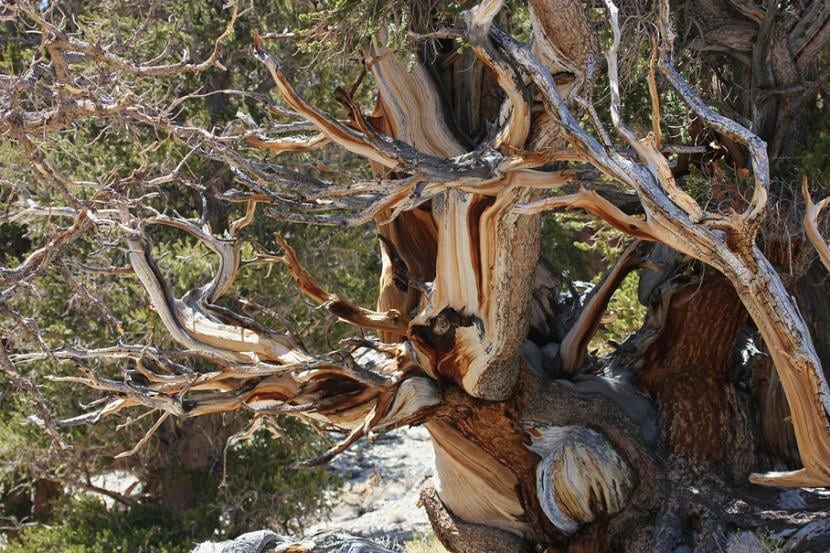 Ejemplar de Pinus longaeva, el pino longevo de conos erizados