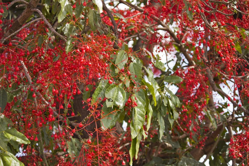 Flores rojas de Brachychiton acerifolius