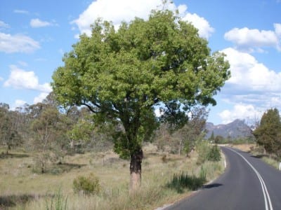 Copa de Brachychiton populneus