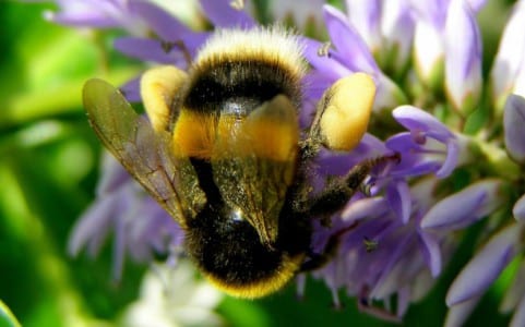 Abeja libando en las flores de un hebe