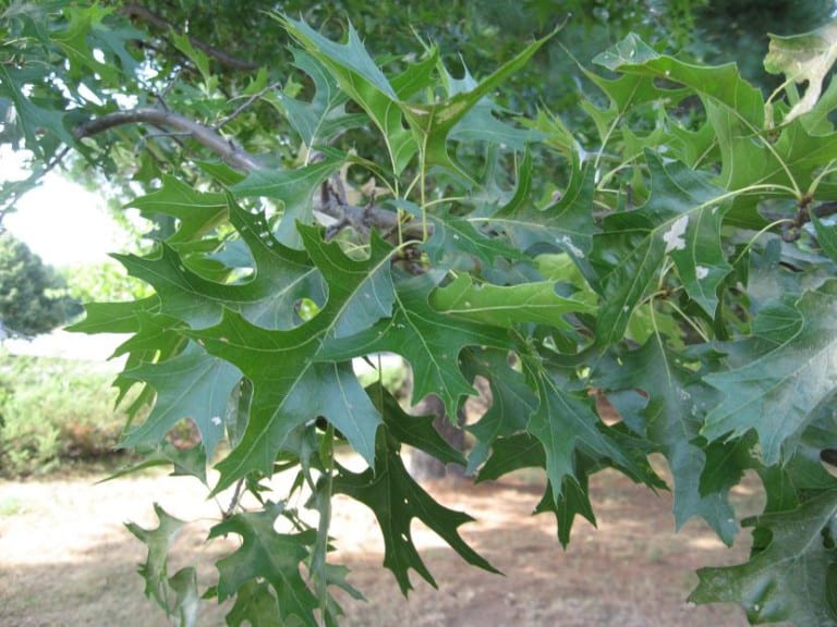 Hojas profundamente lobuladas de Quercus palustris
