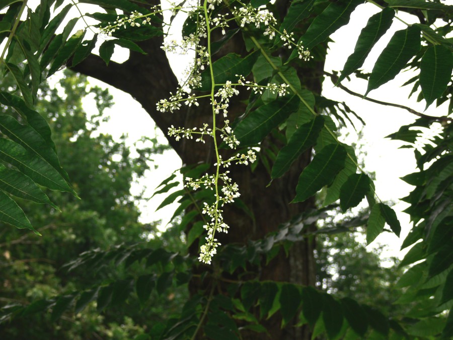 Follaje pinnado del cedro de China, Cedrela sinensis