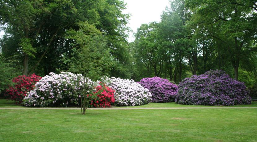 Rododendro en flor con ramilletes de flores rosadas