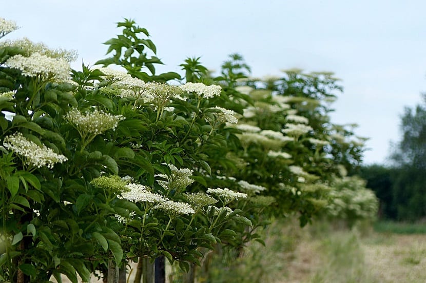Arbusto de saúco, Sambucus nigra, en floración