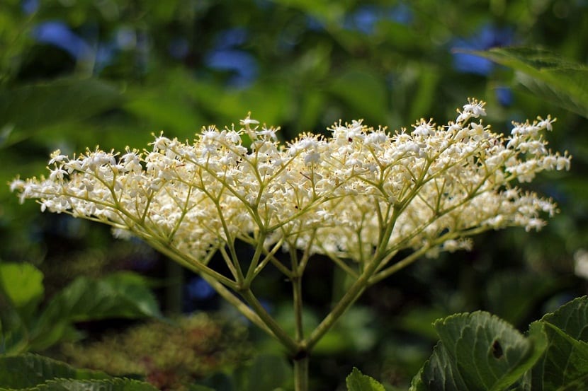 Corimbo de flores blancas de saúco