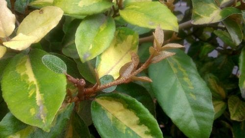 Hojas gruesas verdes y amarillas de Elaeagnus pungens variegado