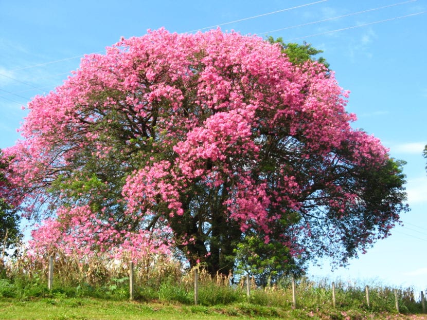 Ceiba speciosa, antes conocida como Chorisia speciosa, en flor