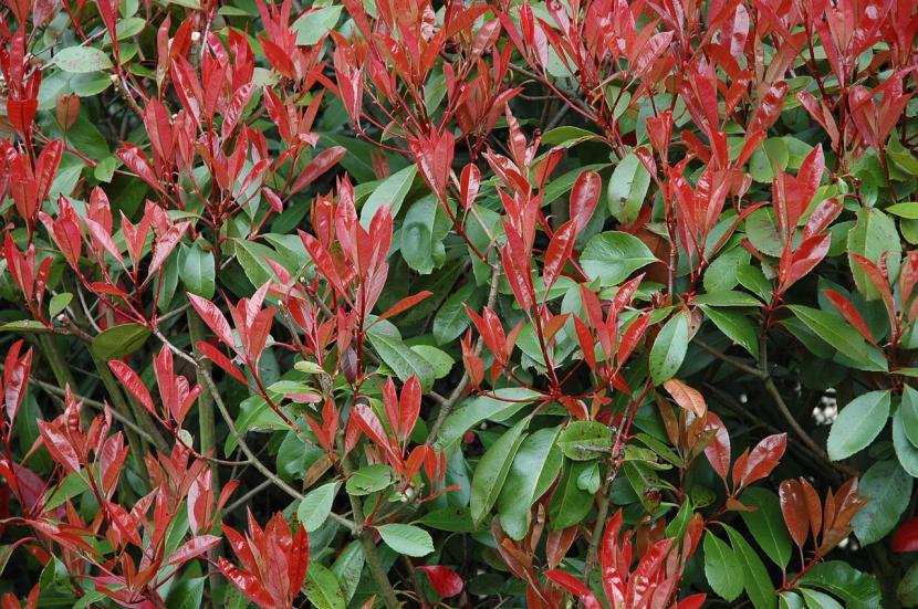 Photinia Red Robin: cultivo, poda y seto de brote rojo