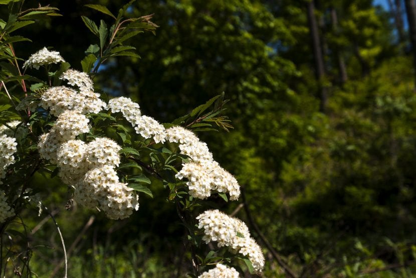 Arbusto de corona de novia cubierto de flores blancas