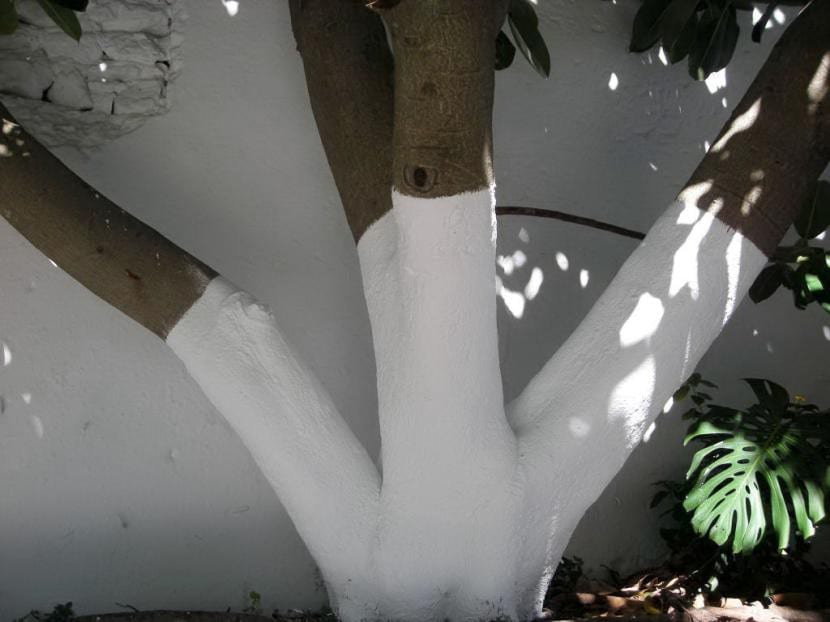 Tronco de árbol encalado de blanco en su parte baja